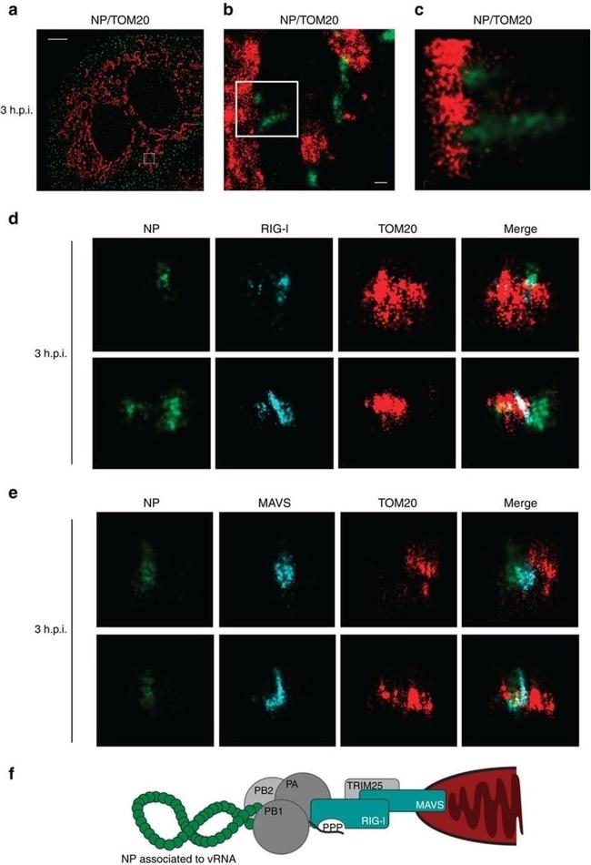 MAVS Antibody in Immunocytochemistry (ICC/IF)