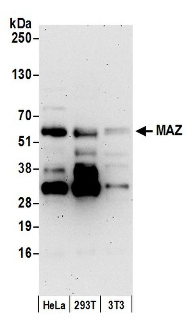 MAZ/SAF-1 Antibody in Western Blot (WB)