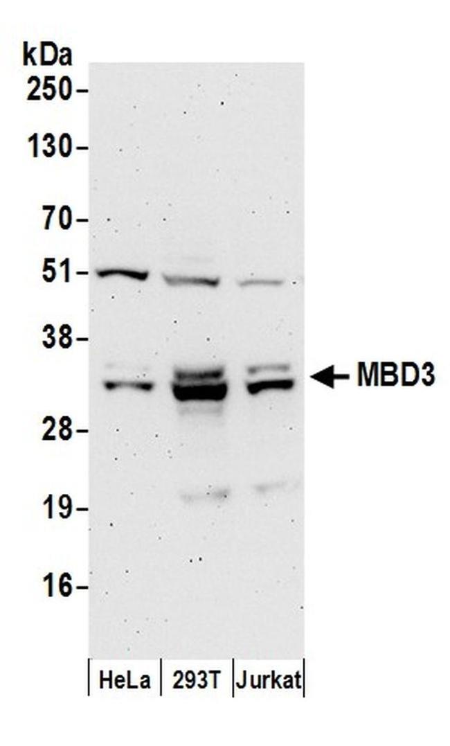 MBD3 Antibody in Western Blot (WB)