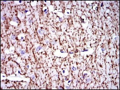 MBP Antibody in Immunohistochemistry (Paraffin) (IHC (P))