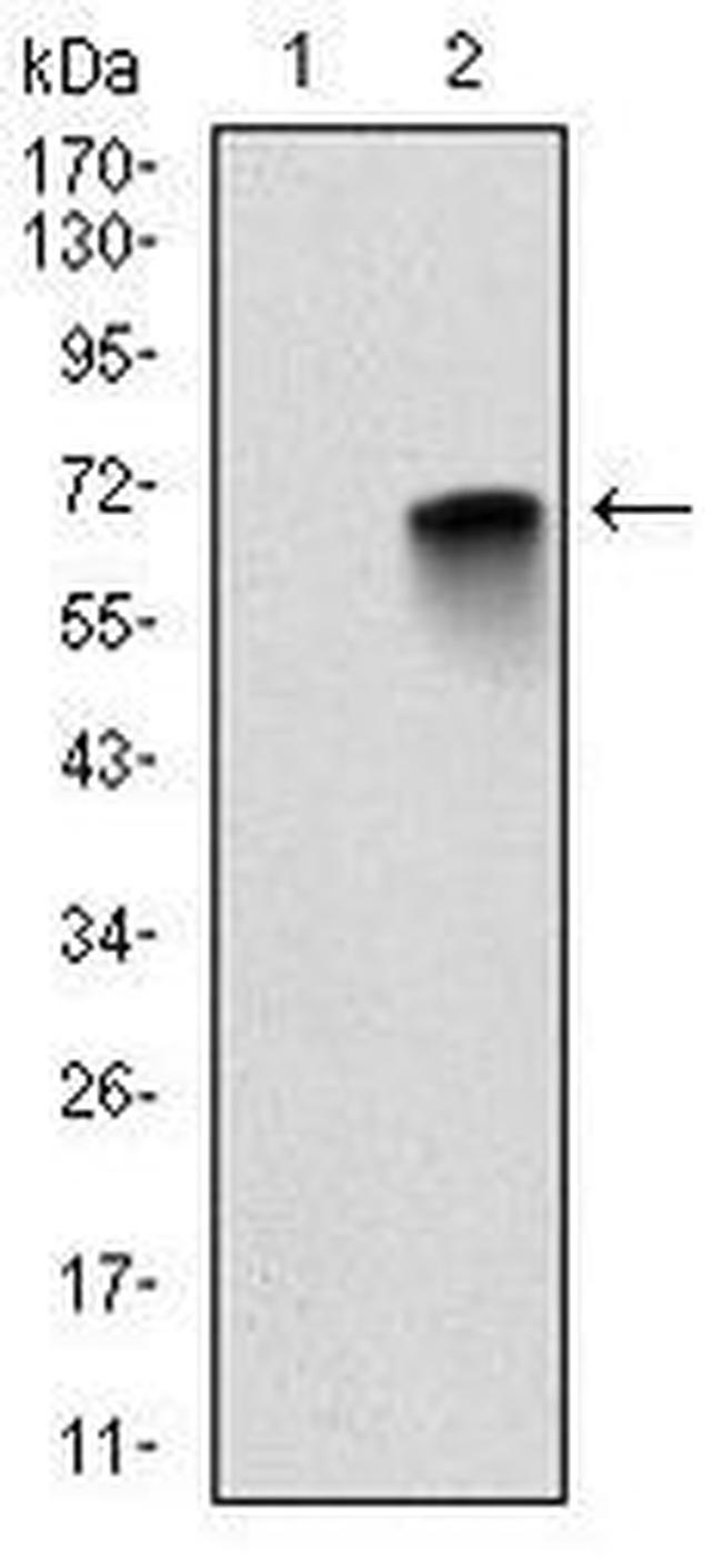 MBP Antibody in Western Blot (WB)