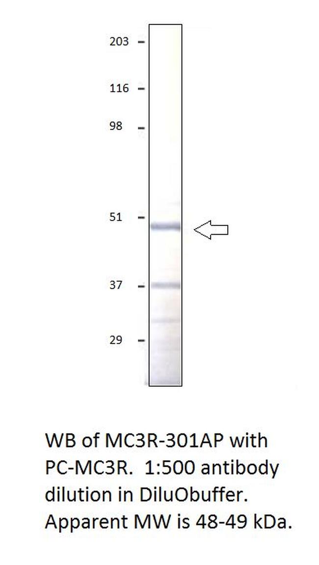 MC3 Receptor Antibody in Western Blot (WB)