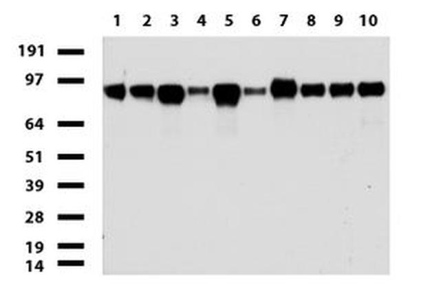 MCAM Antibody in Western Blot (WB)