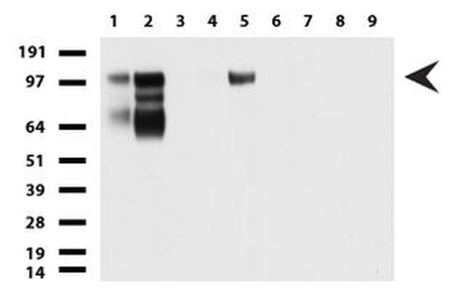 MCAM Antibody in Western Blot (WB)