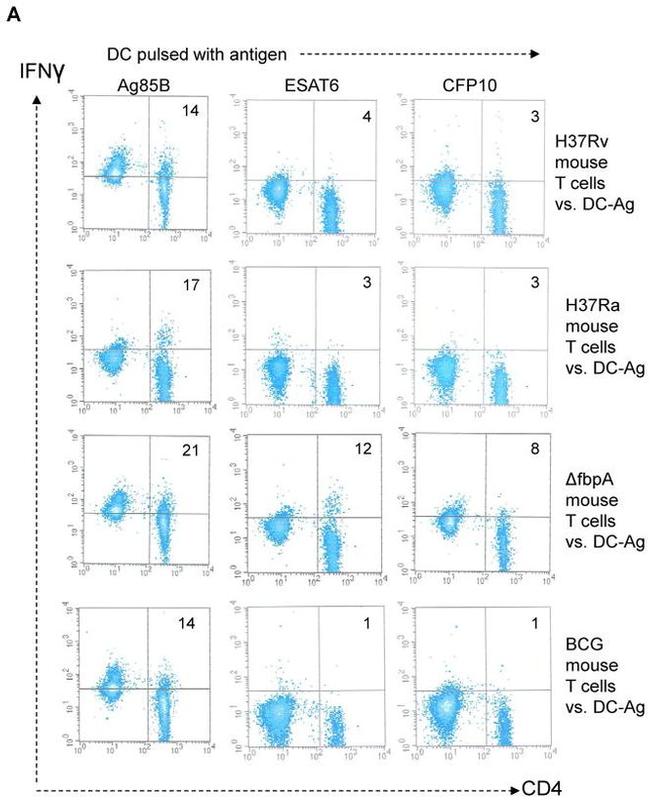 CD4 Antibody in Flow Cytometry (Flow)