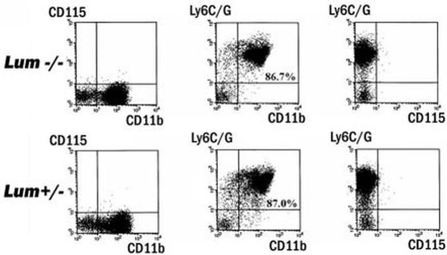 CD8 alpha Antibody in Flow Cytometry (Flow)