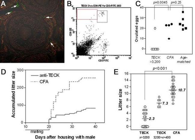 CD8 alpha Antibody in Flow Cytometry (Flow)