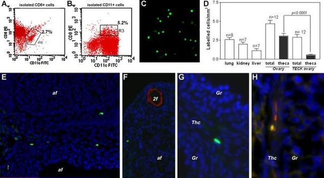 CD8 alpha Antibody in Flow Cytometry (Flow)