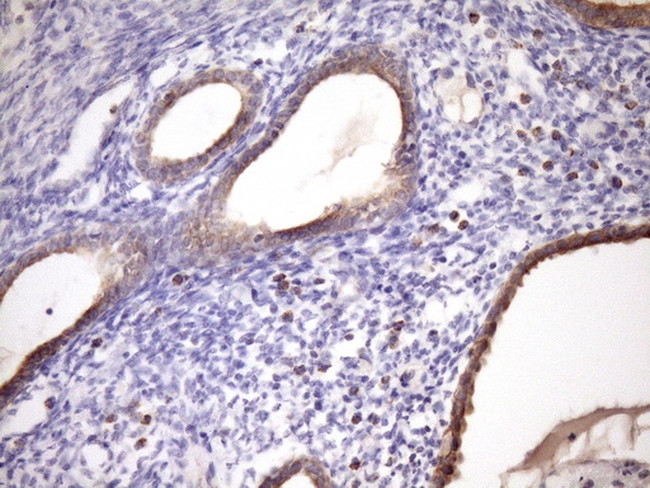 MCEE Antibody in Immunohistochemistry (Paraffin) (IHC (P))