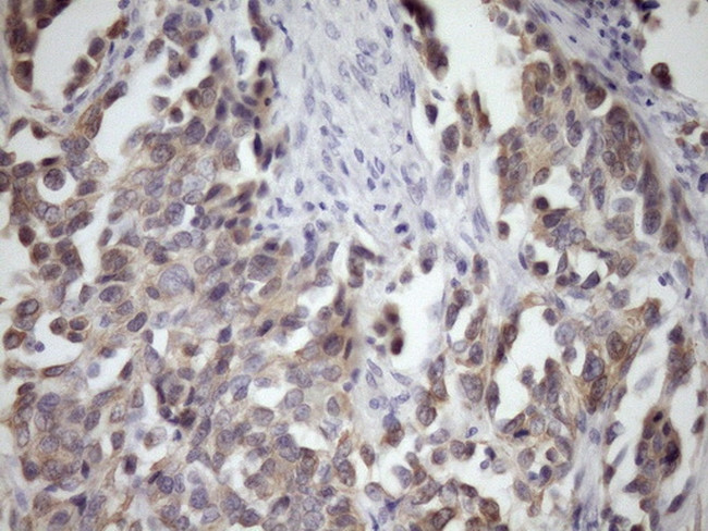 MCEE Antibody in Immunohistochemistry (Paraffin) (IHC (P))