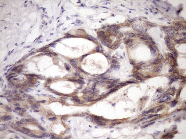 MCEE Antibody in Immunohistochemistry (Paraffin) (IHC (P))