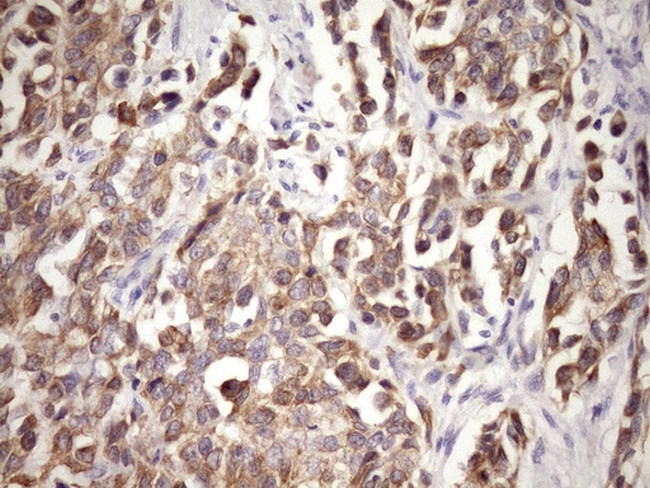 MCEE Antibody in Immunohistochemistry (Paraffin) (IHC (P))