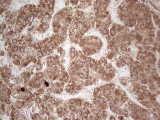 MCEE Antibody in Immunohistochemistry (Paraffin) (IHC (P))