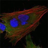 MCL-1 Antibody in Immunocytochemistry (ICC/IF)