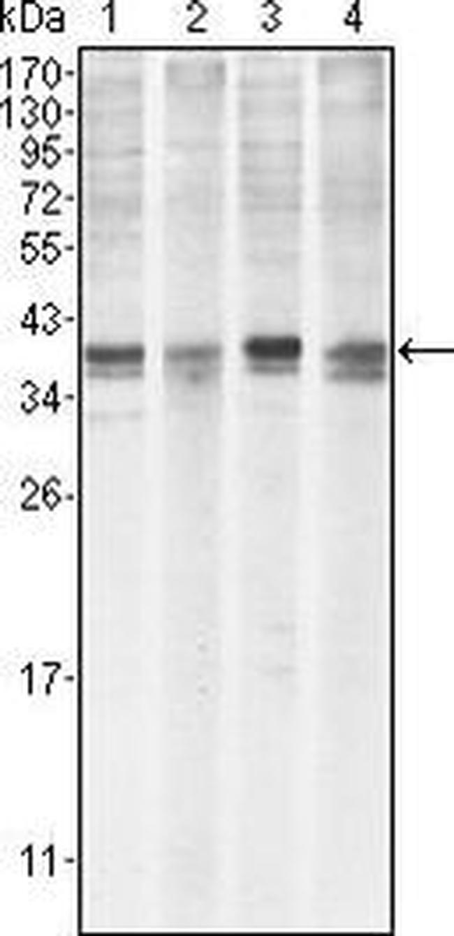 MCL-1 Antibody in Western Blot (WB)