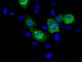 MCL1 Antibody in Immunocytochemistry (ICC/IF)