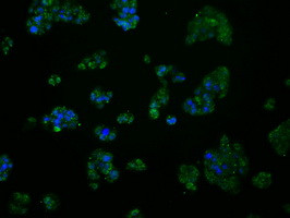 MCL1 Antibody in Immunocytochemistry (ICC/IF)