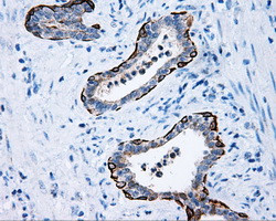 MCL1 Antibody in Immunohistochemistry (Paraffin) (IHC (P))