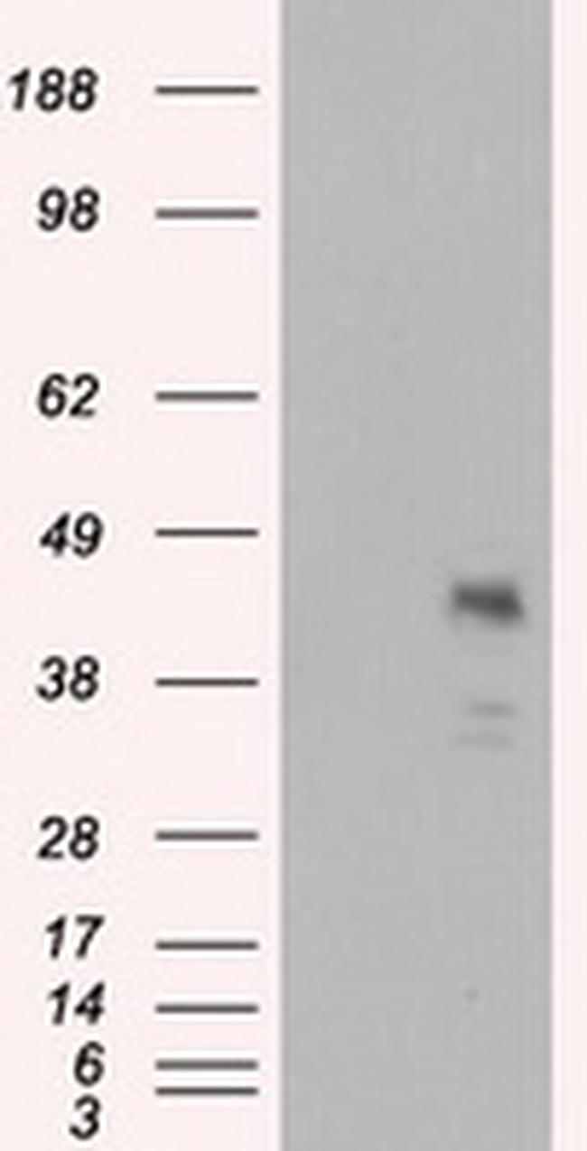 MCL1 Antibody in Western Blot (WB)