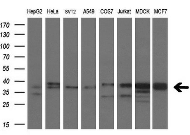 MCL1 Antibody in Western Blot (WB)