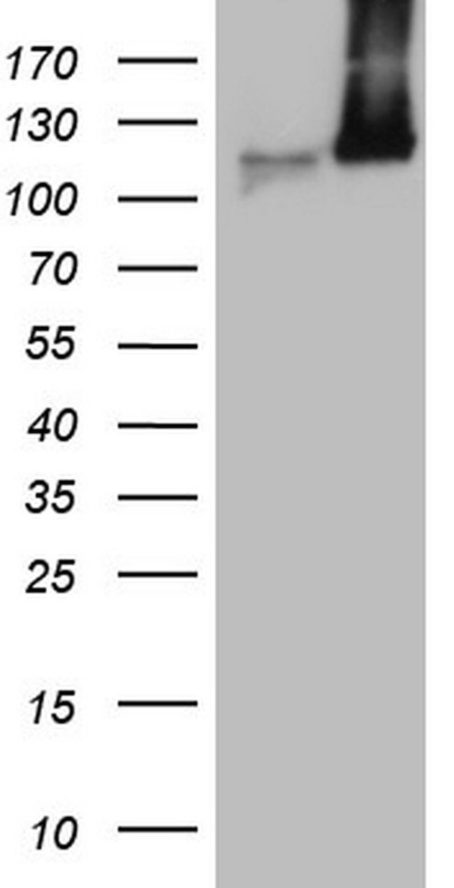 MCM2 Antibody in Western Blot (WB)