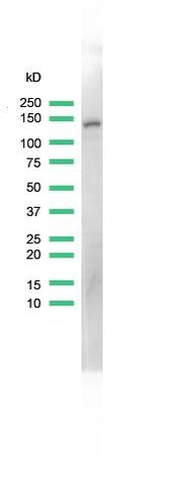 MCM2 Antibody in Western Blot (WB)