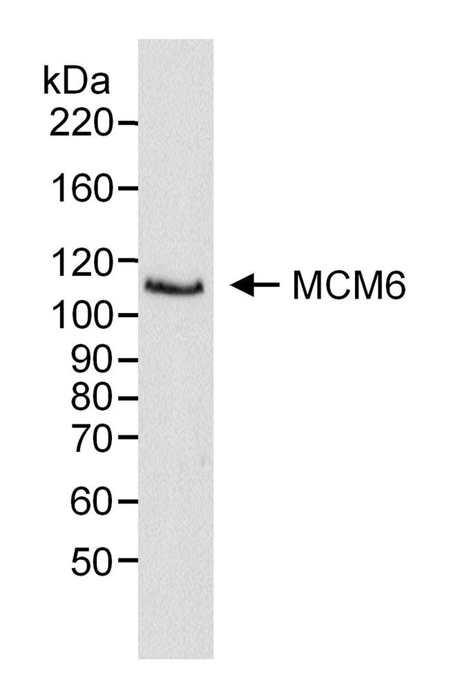 MCM6 Antibody in Western Blot (WB)