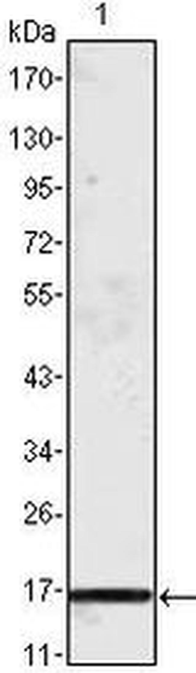 MCP-1 Antibody in Western Blot (WB)