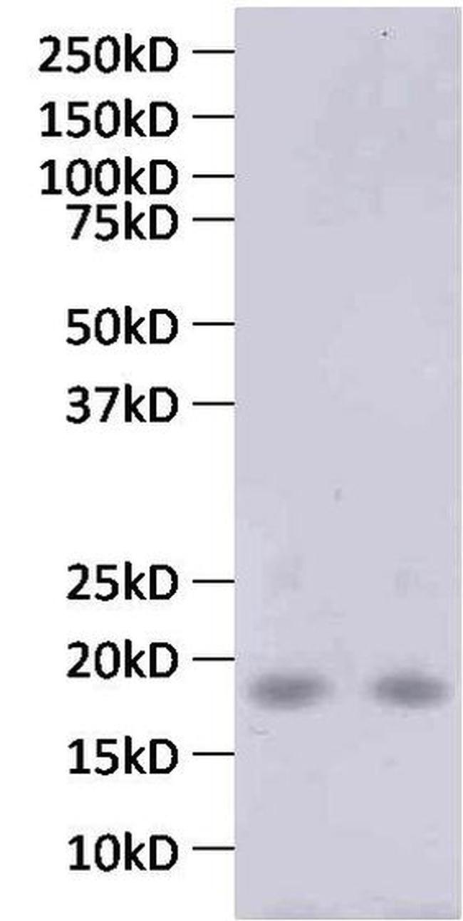 MCP-4 Antibody in Western Blot (WB)