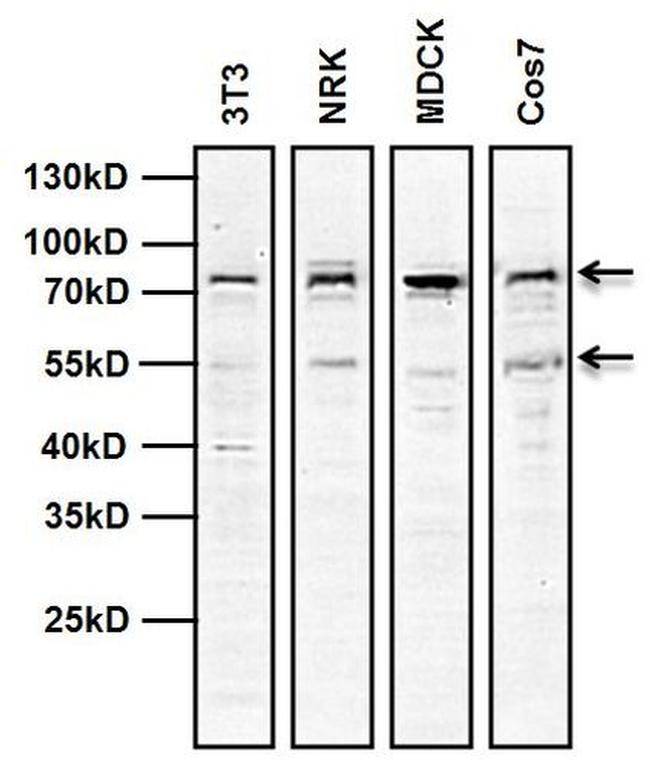 MDM2 Antibody in Western Blot (WB)