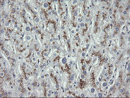 MDM4 Antibody in Immunohistochemistry (Paraffin) (IHC (P))