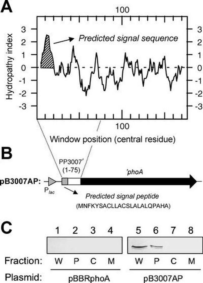 ALPL Antibody in Western Blot (WB)