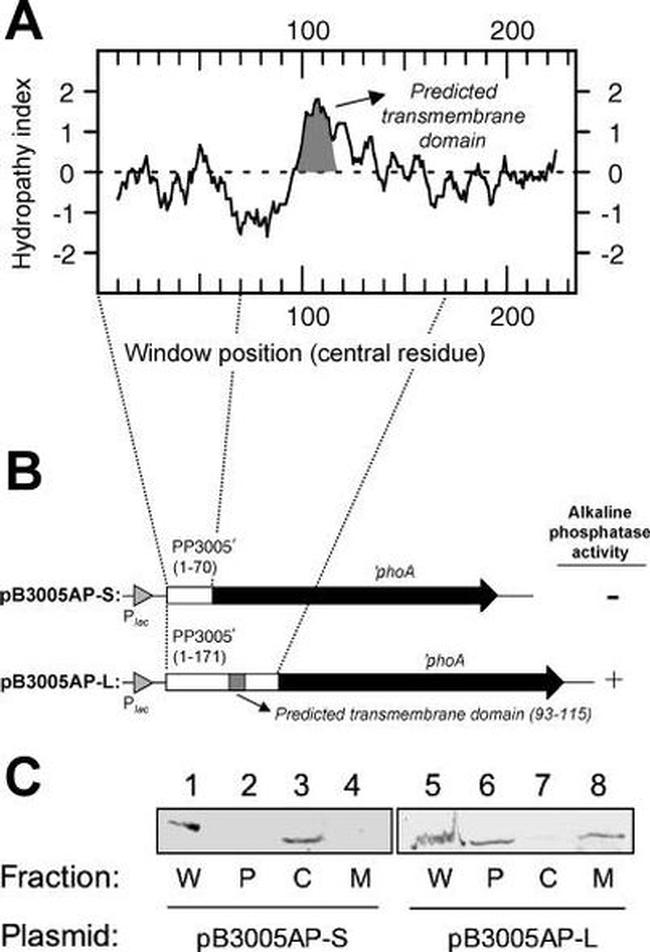 ALPL Antibody in Western Blot (WB)