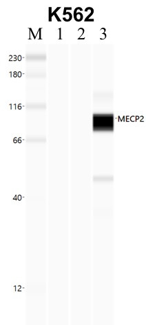 MECP2 Antibody in Immunoprecipitation (IP)