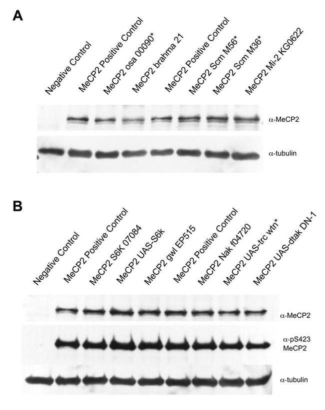 MECP2 Antibody in Western Blot (WB)