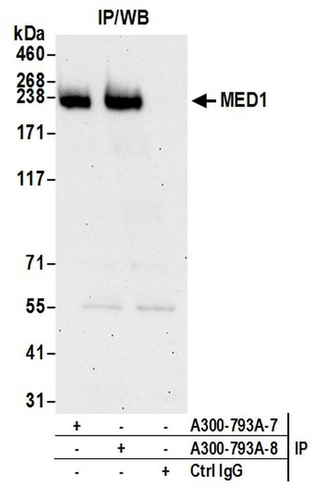 CRSP1/TRAP220 Antibody in Western Blot (WB)