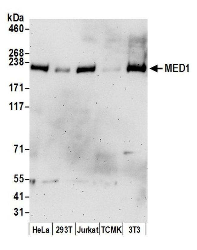 CRSP1/TRAP220 Antibody in Western Blot (WB)