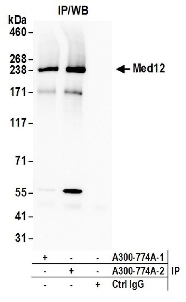 MED12 Antibody in Western Blot (WB)