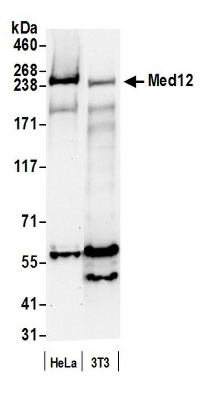 MED12 Antibody in Western Blot (WB)