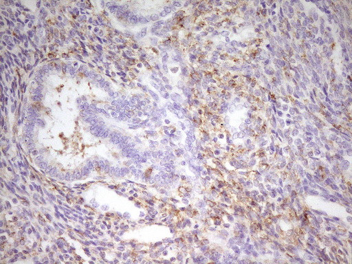 MED15 Antibody in Immunohistochemistry (Paraffin) (IHC (P))