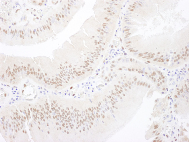 MEF2A Antibody in Immunohistochemistry (IHC)