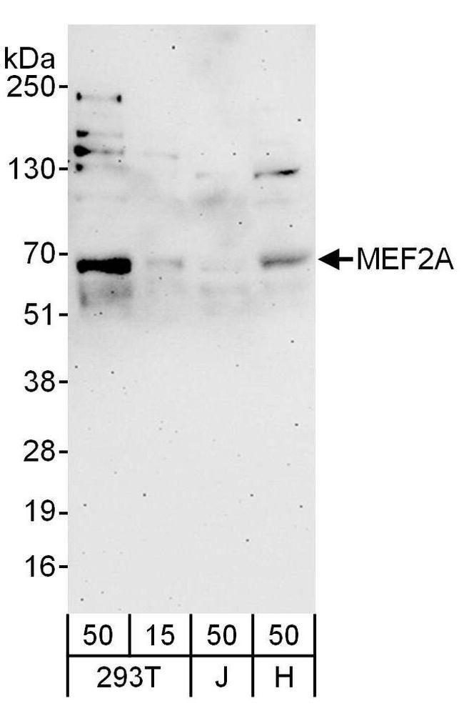 MEF2A Antibody in Western Blot (WB)