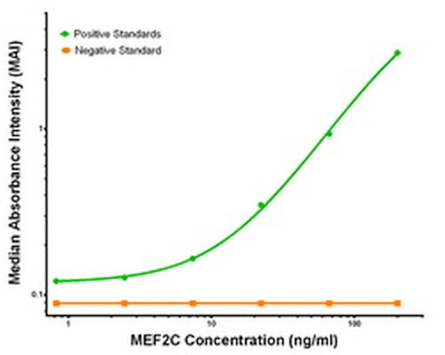 MEF2C Antibody in ELISA (ELISA)