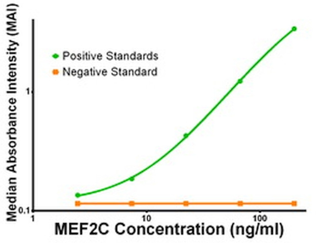 MEF2C Antibody in ELISA (ELISA)