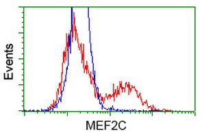 MEF2C Antibody in Flow Cytometry (Flow)