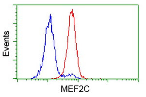 MEF2C Antibody in Flow Cytometry (Flow)