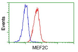 MEF2C Antibody in Flow Cytometry (Flow)