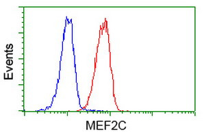 MEF2C Antibody in Flow Cytometry (Flow)