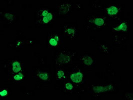 MEF2C Antibody in Immunocytochemistry (ICC/IF)