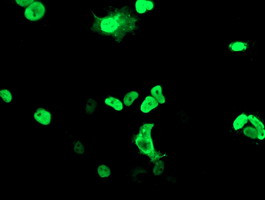 MEF2C Antibody in Immunocytochemistry (ICC/IF)